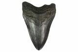 Fossil Megalodon Tooth - South Carolina #130780-1